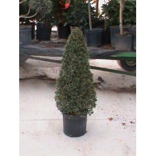 10in Eugenia Topiary Cone   563056825